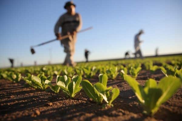 Potatura e orto per Giovani dai 18 ai 29 anni